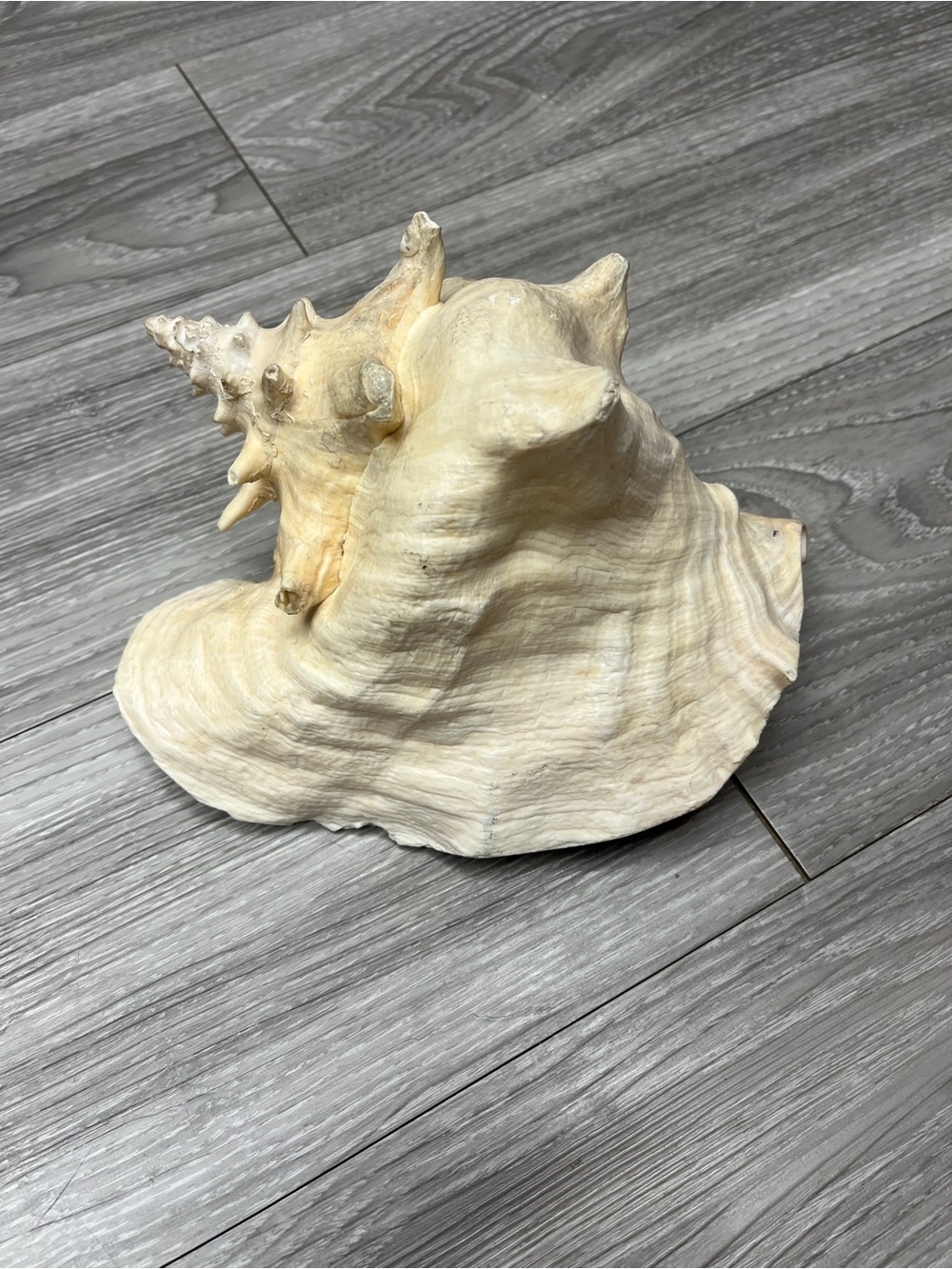 Real Natural Queen Conch Seashell